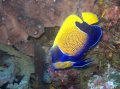 Blue Girdled Angelfish